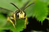 Cerceris sp.